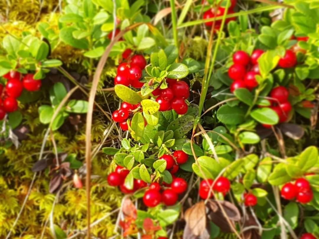 Senja Arctic Lodge Stonglandseidet Kültér fotó